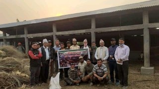 गुल्मीमा आगलागीले बिचल्लीमा परेका गाईलाई घाँस खाने व्यवस्था मिलाइयो 