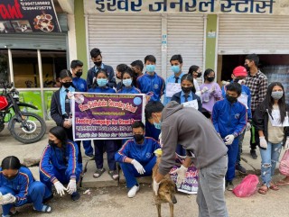 गुल्मीका विद्यार्थीले वेवारिसे कुकुरलाइ खाना र र्‍याविज बिरुद्दको खोप दिए