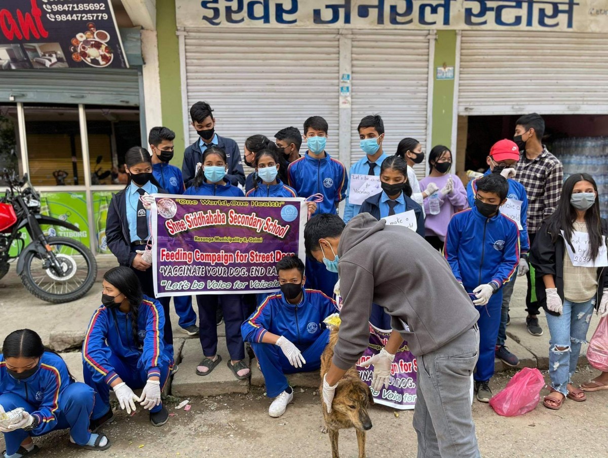 गुल्मीका विद्यार्थीले वेवारिसे कुकुरलाइ खाना र र्‍याविज बिरुद्दको खोप दिए