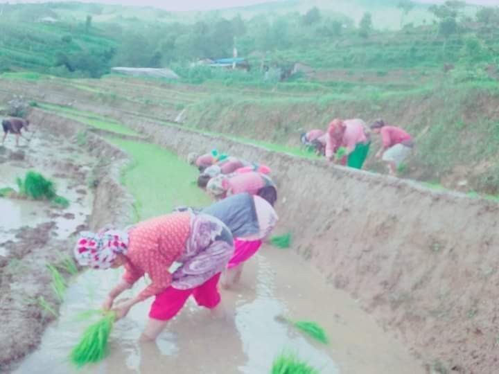 नुवाकोटको किम्ताङमा पनि शुरु भयो धान रोपाइँ  