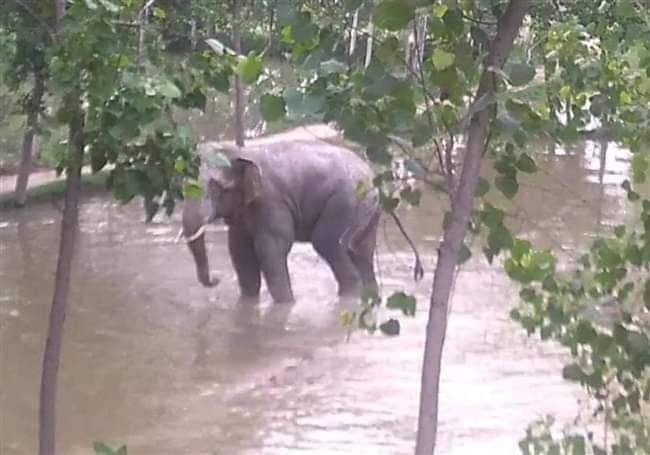 बारा : दाजुभाईको हत्यारा पत्ता लगाउन तालिम प्राप्‍त कुकुर परिचालन