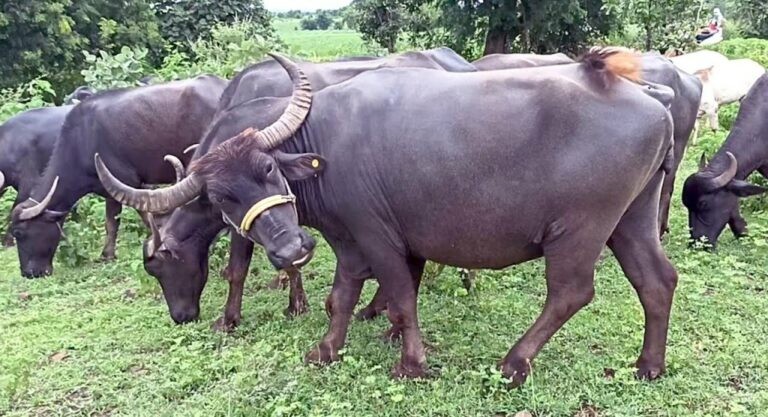 सशस्त्र प्रहरीले फिर्ता ल्यायो भारतीय चोरले लुटेका १२  भैँसी