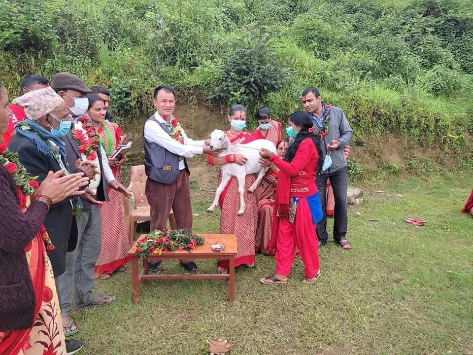 मालिका गाउँपालिका र हेफर प्रोजेक्टको आर्थिक साझेदारीमा उपहार स्वरुप बाख्रा प्रदान 