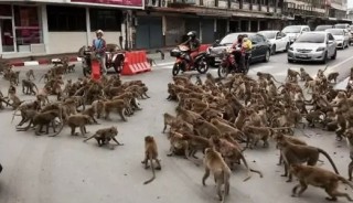 सडकमै बाँदरको ग्याङ फाइट हुँदा घण्टौँ ट्राफिक जाम