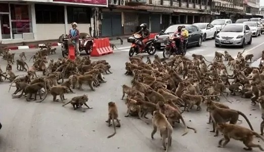 सडकमै बाँदरको ग्याङ फाइट हुँदा घण्टौँ ट्राफिक जाम