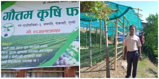 परिश्रमी पाखुरा बजार्दै थाेरै जग्गामा मनग्गे आम्दानी 