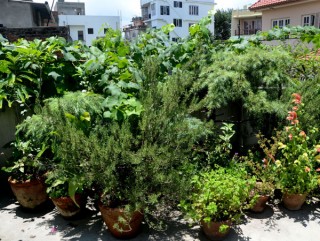 गमलामा फलफूल बिरुवा खेती गर्ने कसरी गर्ने