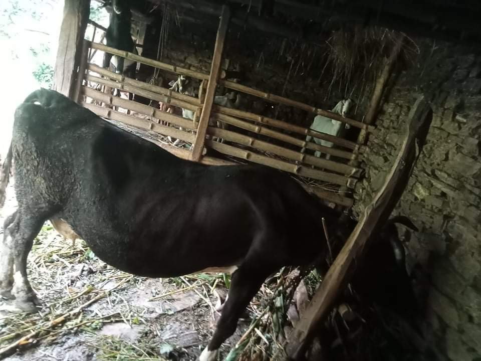 कलियुगकाे कामधेनु गाई, दशवर्ष अघि ब्याएकाे गाईले निरन्तर दूध दिँदै