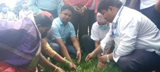 निजामतीमा दिवसमा रोहिणी गाउँपालिकामा बृक्षारोपण 