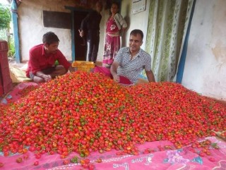 पाल्पाली शिक्षक आचार्य व्यवसायीक खुर्सानी खेतीमा रमाउदैं, बार्षिक लाखौं आम्दानी