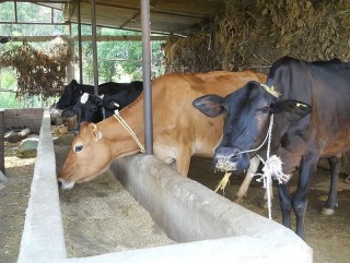रुरुमा सुरु भयो गौ-सेवा आश्रम, गाईगाेरुलाई दानाकाे जाेहाे गर्दै सप्तचण्डी महिला समूह  