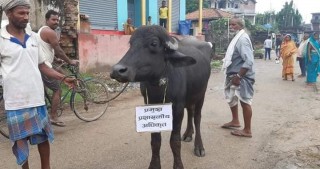 धनुषामा   सूचना नदिएको भन्दै मेयरविरुद्ध भैँसी जुलुस
