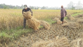 सुनवलका  किसानहरूलाई  दशैँमा धान काट्ने चटारो