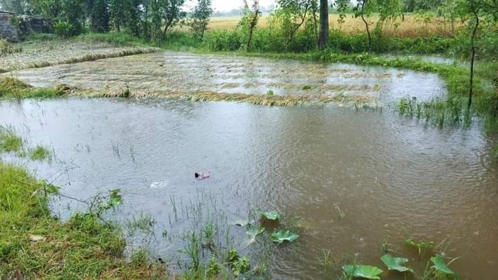 बर्षातले पाकेको धानसंगै डुवायो किसानको बर्षदिनको मेहनत