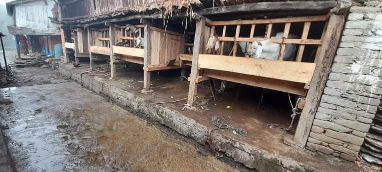 गुल्मीमा चराउन लगेका ८ बाख्रा हराए, चोरी भएको आशंका
