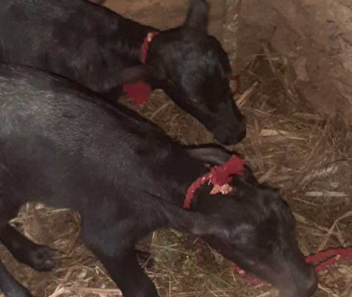 पहिलो बेतमै भैसीले जुम्ल्याहा पाडापाडी जन्माएपछि हेर्नेको घुँईचो