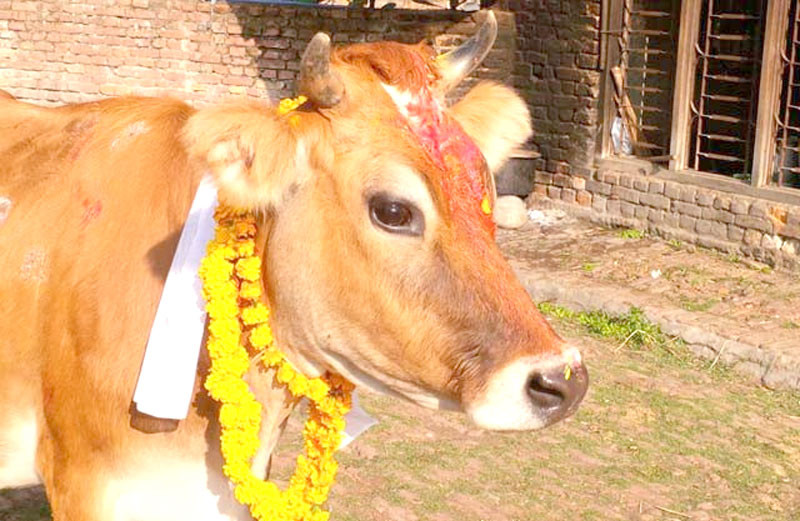 पाल्न छाडियाे रैथाने गाई, धार्मिक अनुष्ठानमा गहुँत र दुधकाे अभाव