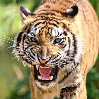 बाघ पाइने देशका मन्त्रीहरूको भर्चुअल बैठक : संरक्षणका चुनौती र उपलब्धीबारे छलफल