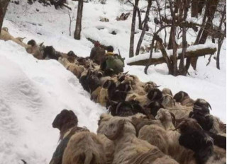 साइपालमा खाद्यान्न अभाव, हिमपातका कारण ढुवानीमा समस्या