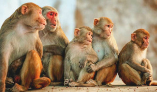 गुल्मीमा बाँदर आतंक