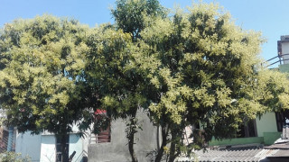 लिचीगाउँमा लिची  फुल्याे