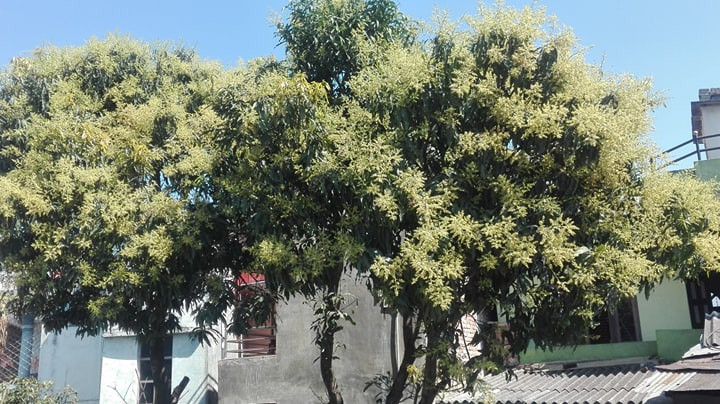 लिचीगाउँमा लिची  फुल्याे