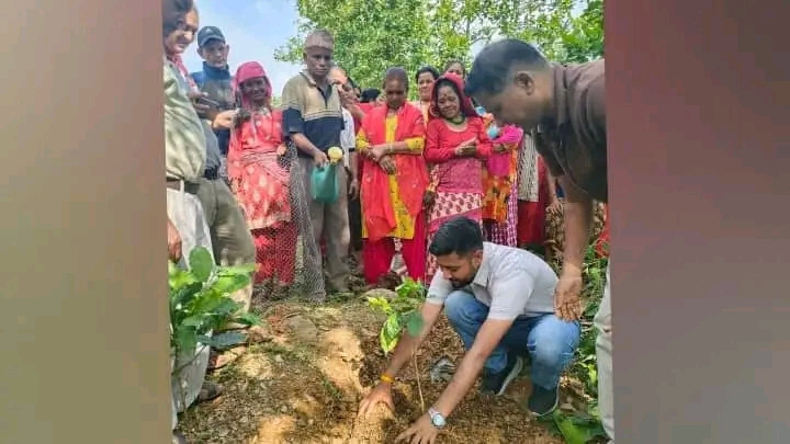 रुरुक्षेत्रको सडक किनारामा रोपियो कफिका बिरुवा
