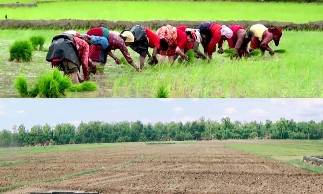मध्य असार : लुम्बिनी प्रदेशका ७० प्रतिशत खेत बाँझै ३० प्रतिशतमा मात्रै रोपाइँ