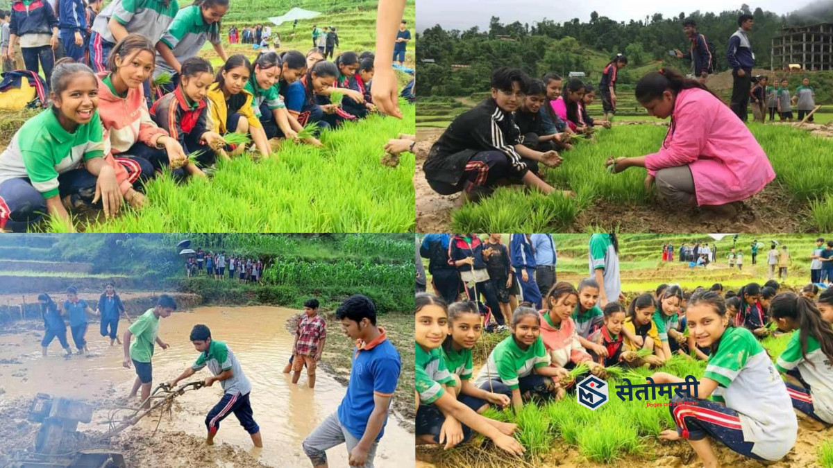 गुल्मीमा विद्यार्थीले मनाए १९औँ धान दिवस : प्राविधिक धारका विद्यार्थीले गरे रोपाइँ