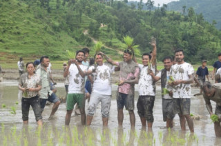धान दिवस : गुल्मीमा जनप्रतिनिधि र कर्मचारी खेतमै पुगेर धान रोपे 