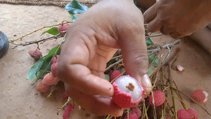 लिचीमा लाग्ने राेग नियन्त्रणका लागि वडाले छुट्यायाे बजेट