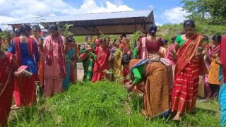 रुरुक्षेत्रमा बृक्षारोपण सम्पन्न, ठुलाे वन महिला सामुदायिक वनले संरक्षण गर्ने  