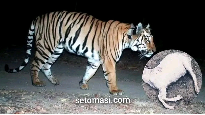 गुल्मीमा बाघको विगविगी, संसाझै खोरमा आक्रमण गरेर तीन वटा बाख्रा मार्यो
