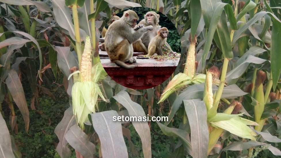 बाँदर धपाउन खेताला