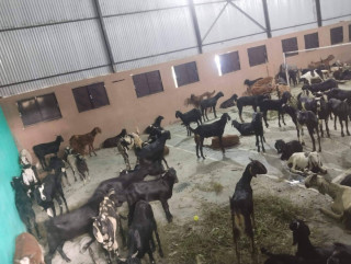 खसी-बाख्रा तस्करीमा गाउँपालिकाकाे संरक्षण !