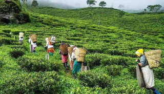 नेपाली चिया: भारत निर्यातमा अवरोधको हल्ला, आफ्नो बजार खुला गर्न चीन सहमत