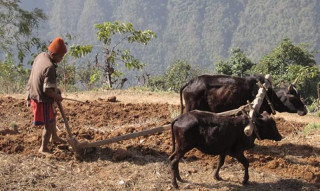 हलगोरु पाल्ने किसानलाई १० हजार अनुदान  