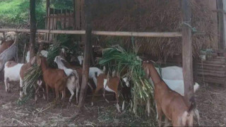 व्यवसायीक बाख्रापालनले आत्मनिर्भर बन्दै गुल्मी हर्मिचौरका किसान