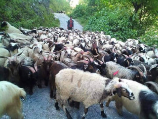 दशैंमा मुस्ताङबाट १२ हजार भेडा-च्याङ्ग्रा पोखरा ल्याइने
