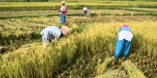 मौसम खुलेपछि  किसानलाई धान काट्ने चटारो