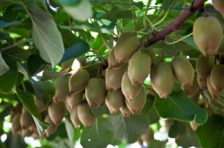 बाँझो बारीमा किवी, वर्षमै लाखौँ आम्दानी