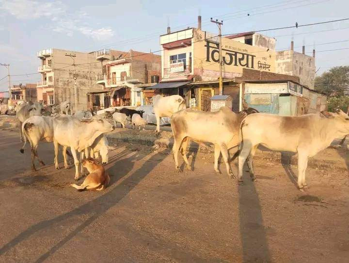 कृष्णनगर नगरपालिकाकाे ७६ कराेडकाे बजेट सार्वजनिक