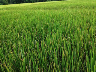 ‘युएस ३१२’ जातको धानमा दाना नलागेपछि किसान चिन्तित