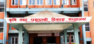 हिउँदेबालीका लागि करिब ४३ हजार मेट्रिक टन रासायनिक मल मौज्दात