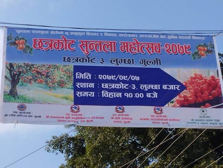 छत्रकोट आजदेखि 'सुन्तला महोत्सव'