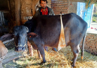 शल्यक्रियामार्फत् भैँसीलाई सुत्केरी गराइयाे