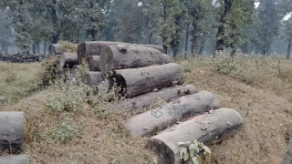 कुहिएर गए बनका मुढा, जाडोले कठ्याङ्ग्रीईरहे उपभोक्ता