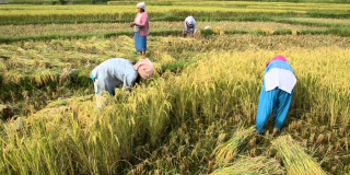 गण्डकी प्रदेशमा धान उत्पादन घट्यो