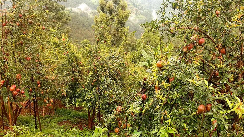 चालीस रोपनी जग्गामा अनार खेती