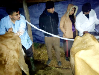 पहिलो पटक पशुको भिडियो एक्स–रे सेवा सुरु 
